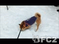動画:雪山を掘って転がる犬・abby(8歳)